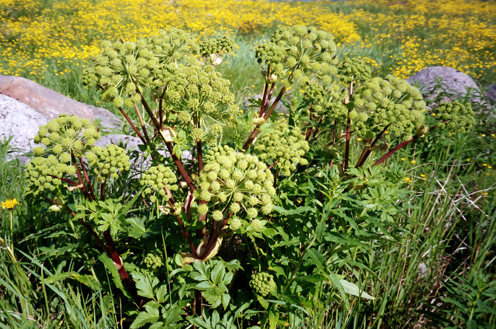 Изображение особи Archangelica officinalis.