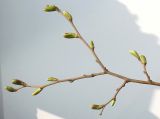 Tilia tomentosa. Часть ветки с набухающими почками. Германия, г. Кемпен, в парке. 03.04.2012.