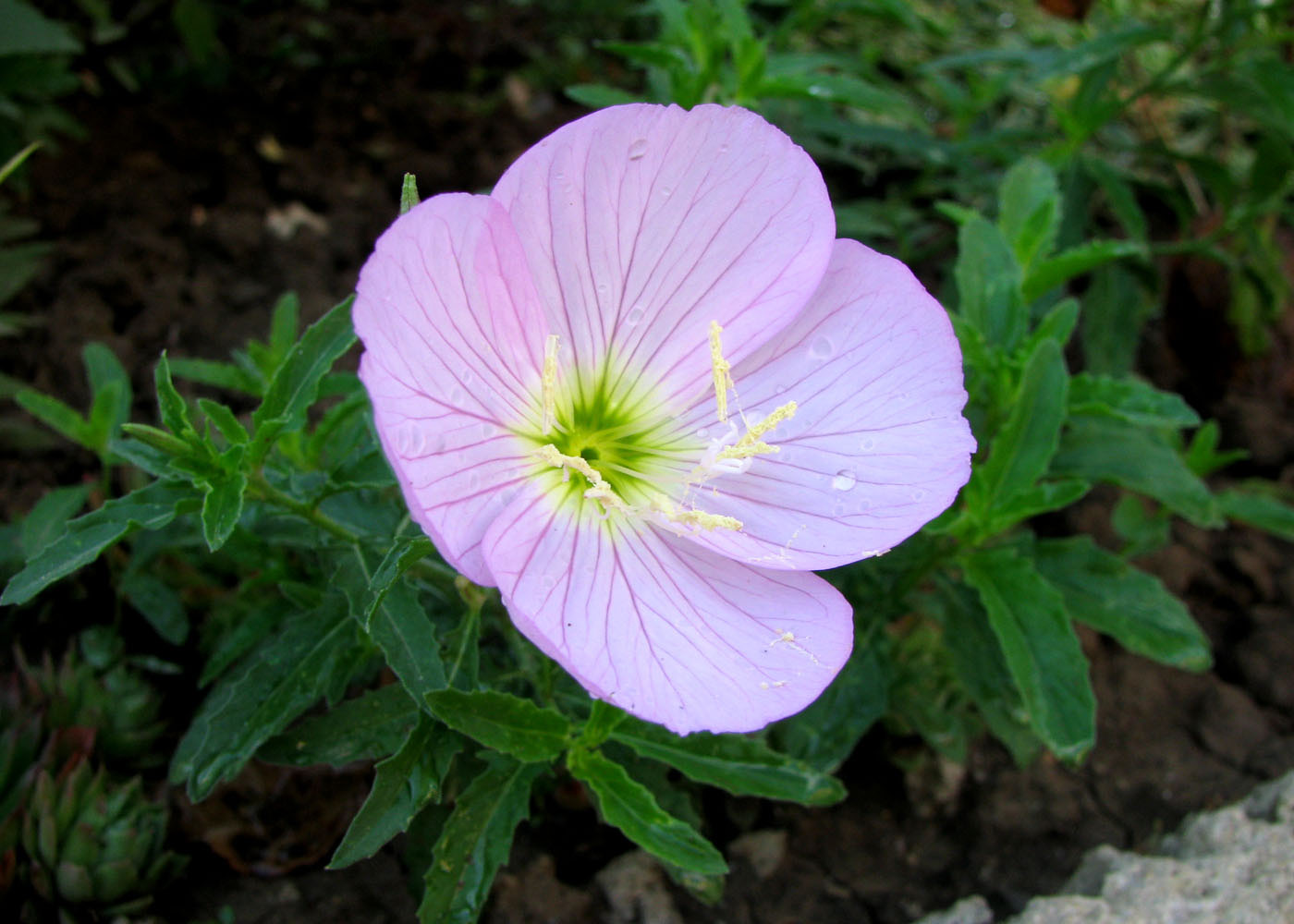 Изображение особи Oenothera speciosa.