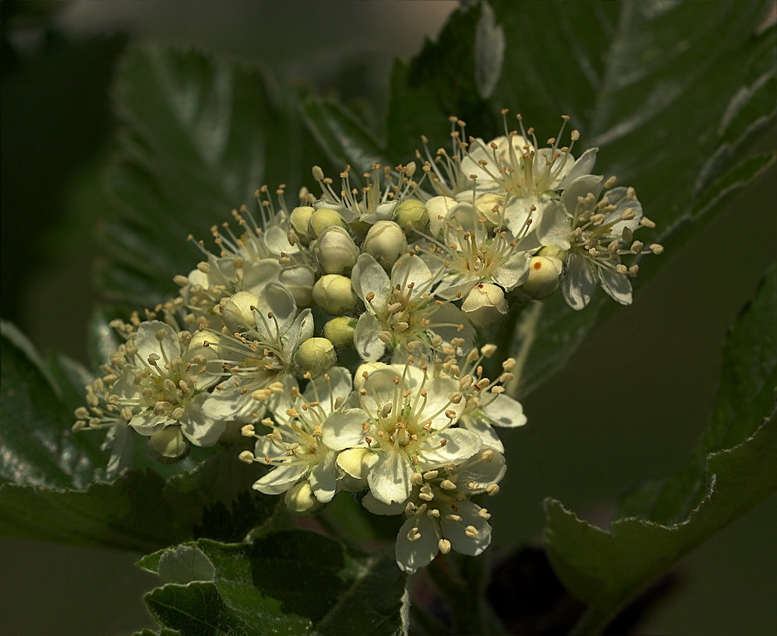 Image of Sorbus intermedia specimen.