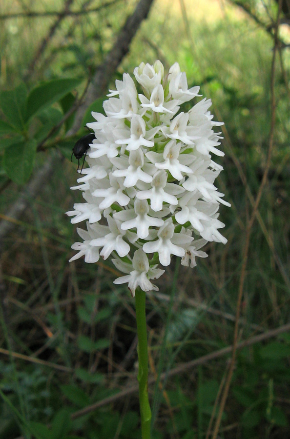 Изображение особи Anacamptis pyramidalis.