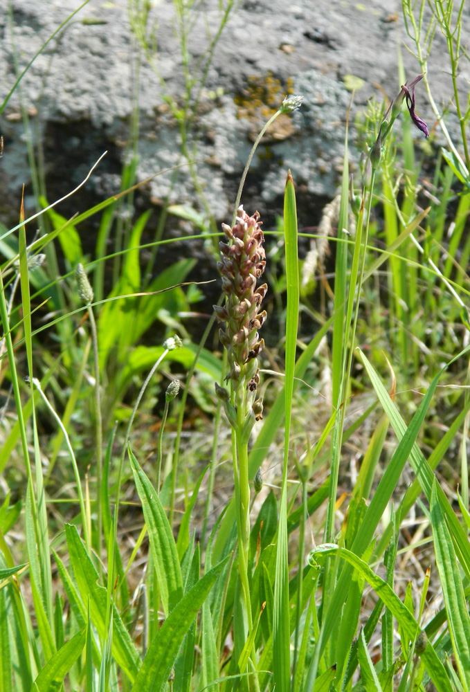 Image of Anacamptis coriophora specimen.