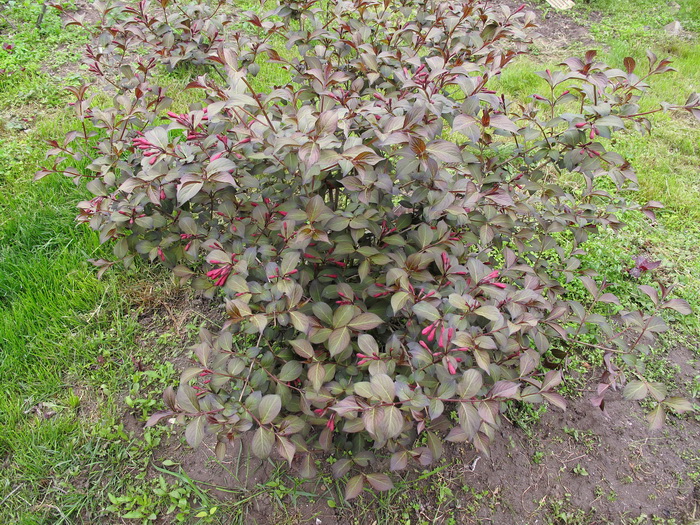 Image of Weigela florida specimen.