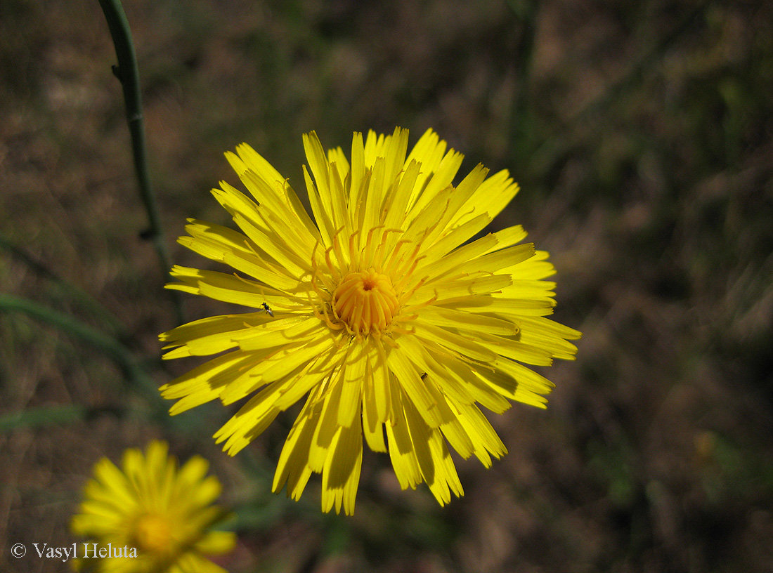 Image of Hypochaeris radicata specimen.