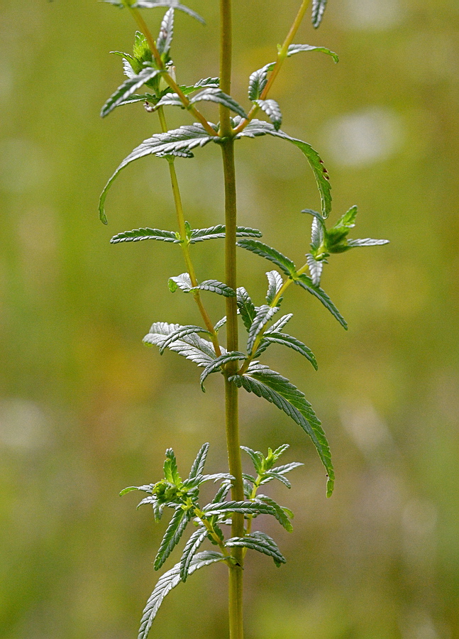 Image of genus Rhinanthus specimen.