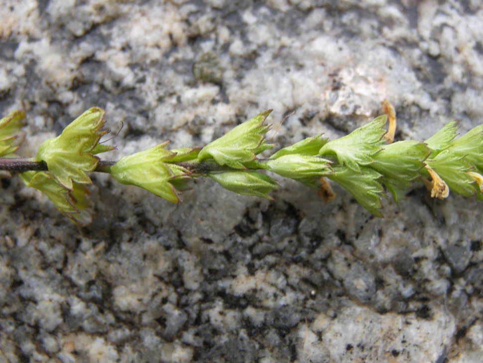 Изображение особи Euphrasia caucasica.