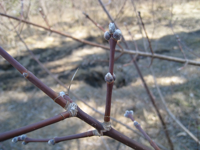 Image of Acer negundo specimen.