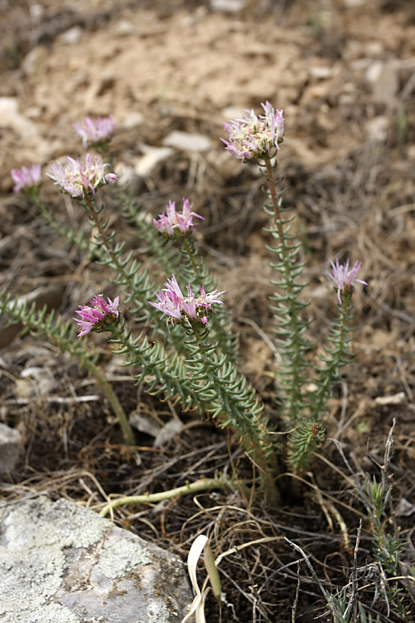 Image of Pseudosedum longidentatum specimen.