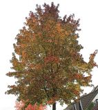 Liquidambar styraciflua. Крона взрослого дерева, приобретающего осенюю окраску. Германия, г. Кемпен, в озеленении улицы. 26.10.2012.