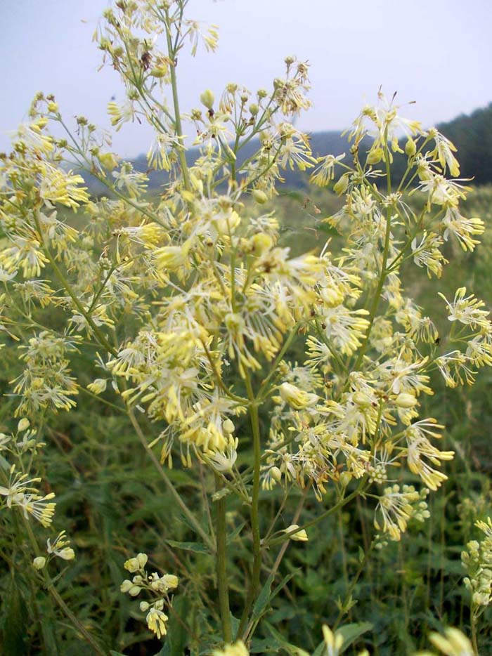 Изображение особи Thalictrum flavum.