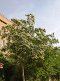 Catalpa bignonioides