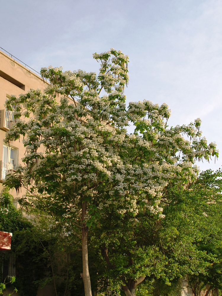 Image of Catalpa bignonioides specimen.