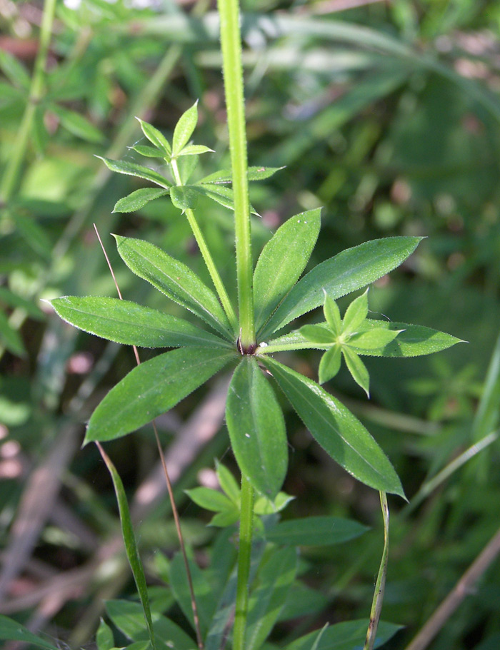 Image of Galium pseudorivale specimen.