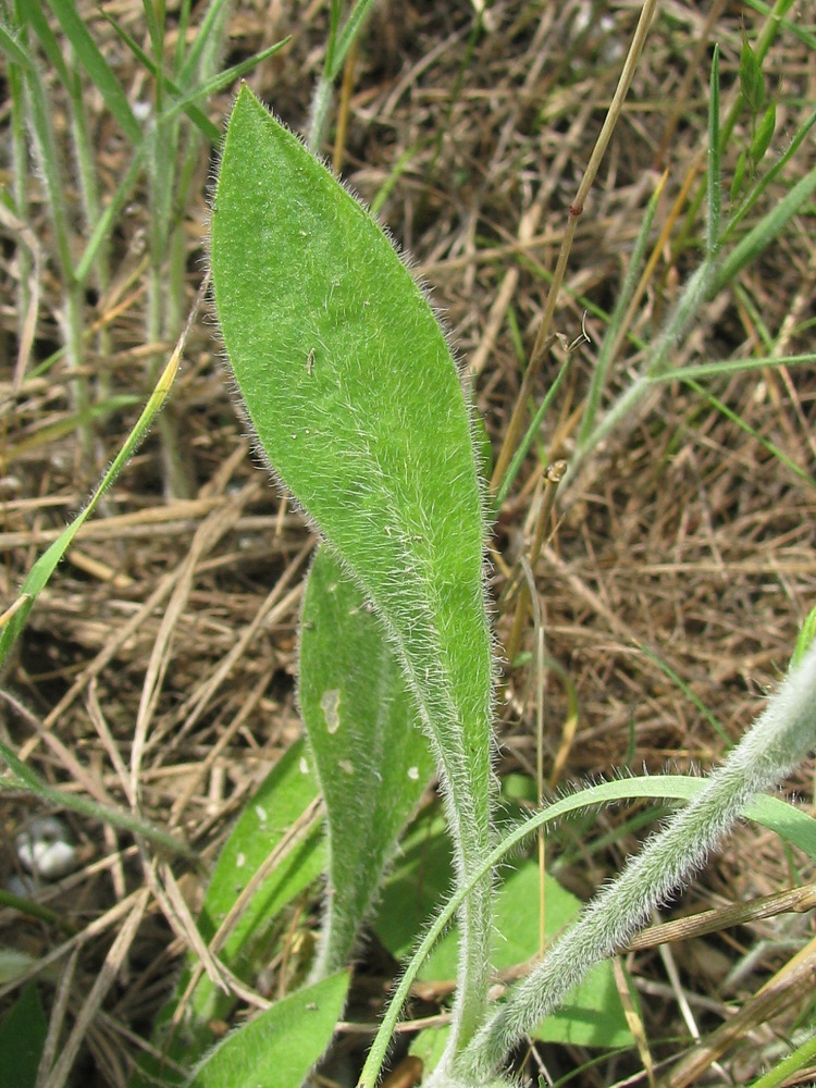 Изображение особи Silene chersonensis.