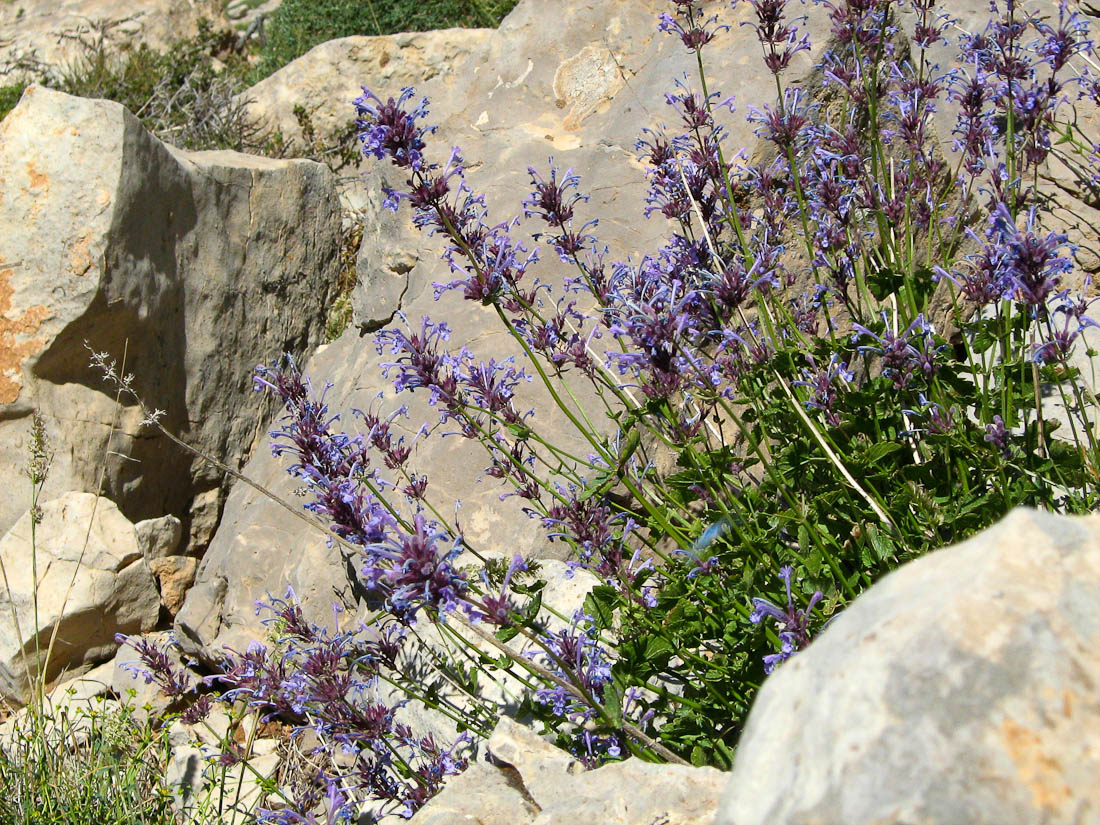 Image of Nepeta cilicica specimen.