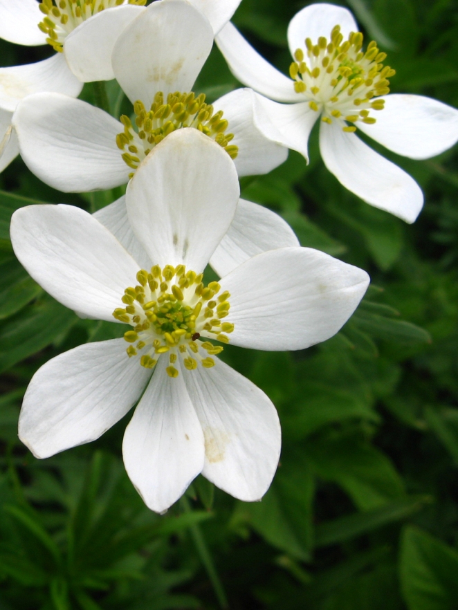 Image of Anemonastrum fasciculatum specimen.