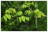 Juglans cinerea. Ветвь с мужскими соцветиями. Республика Татарстан, дендрарий Волжско-Камского заповедника. 22.05.2009.