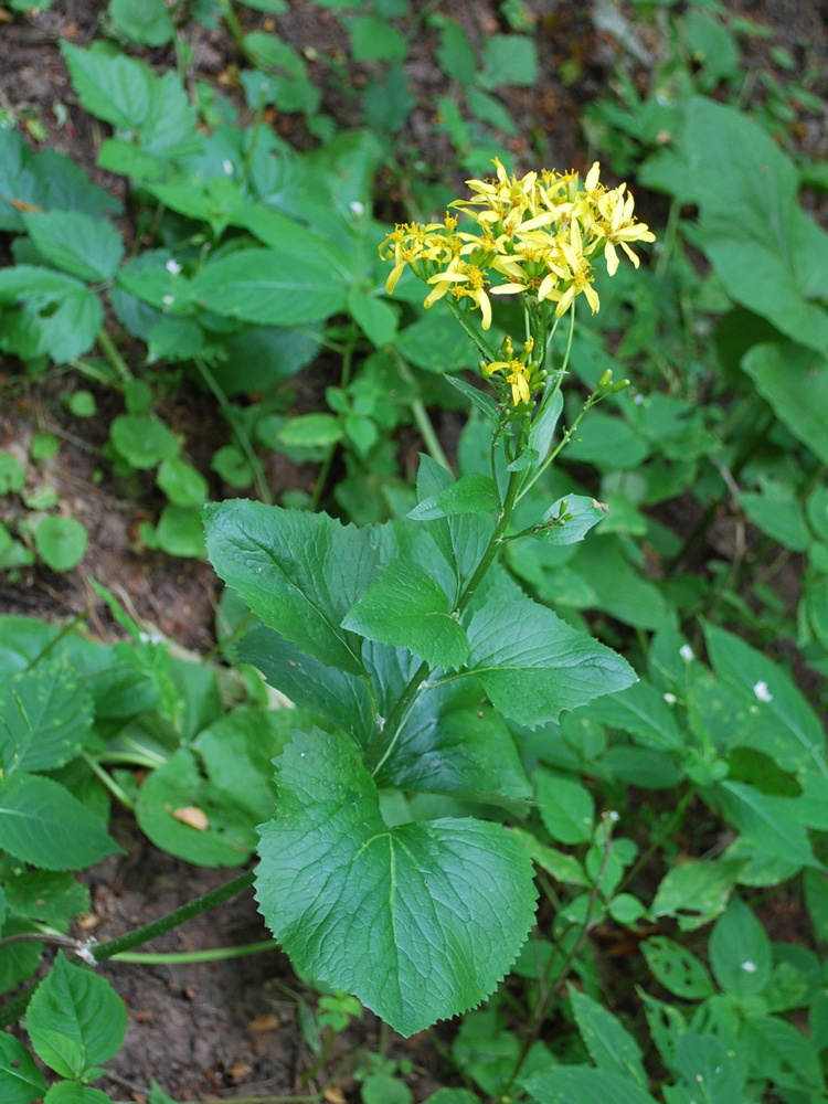 Изображение особи Ligularia thomsonii.