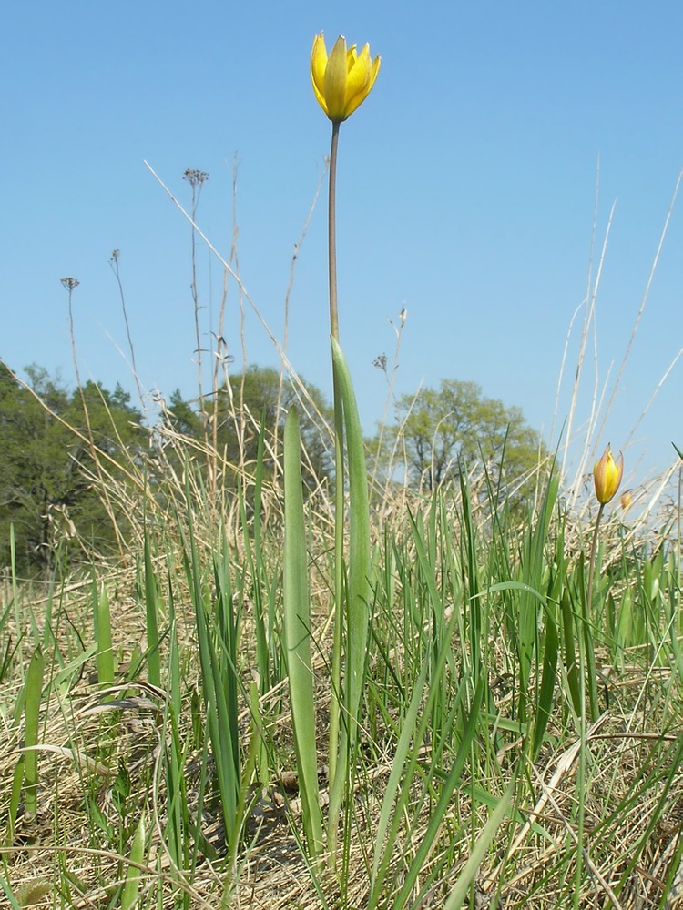 Изображение особи Tulipa biebersteiniana.