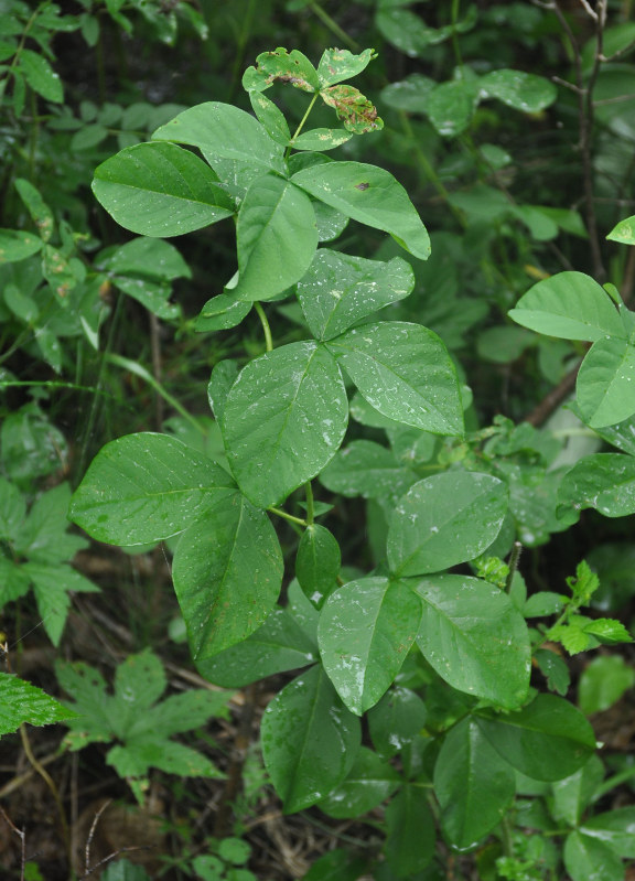 Image of Thermopsis lupinoides specimen.