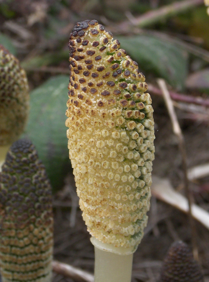 Image of Equisetum telmateia specimen.