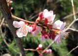 Смотреть изображение Armeniaca vulgaris