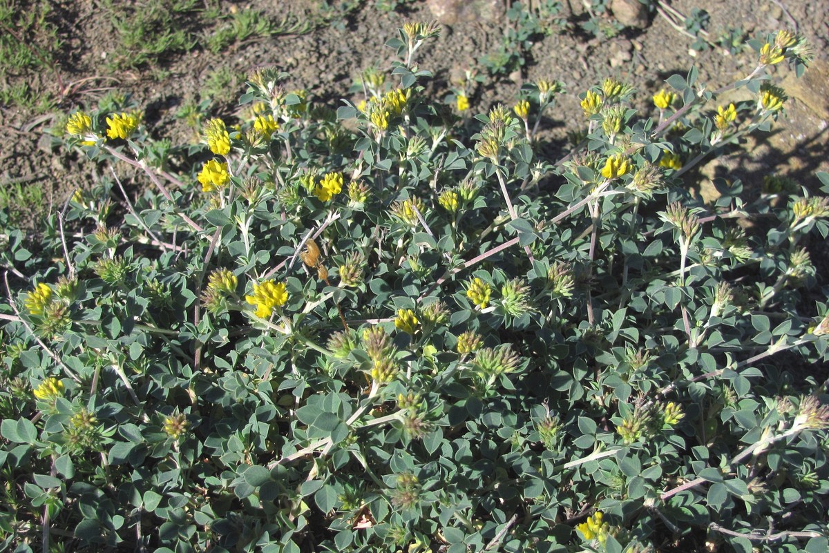 Image of Melilotoides cretacea specimen.