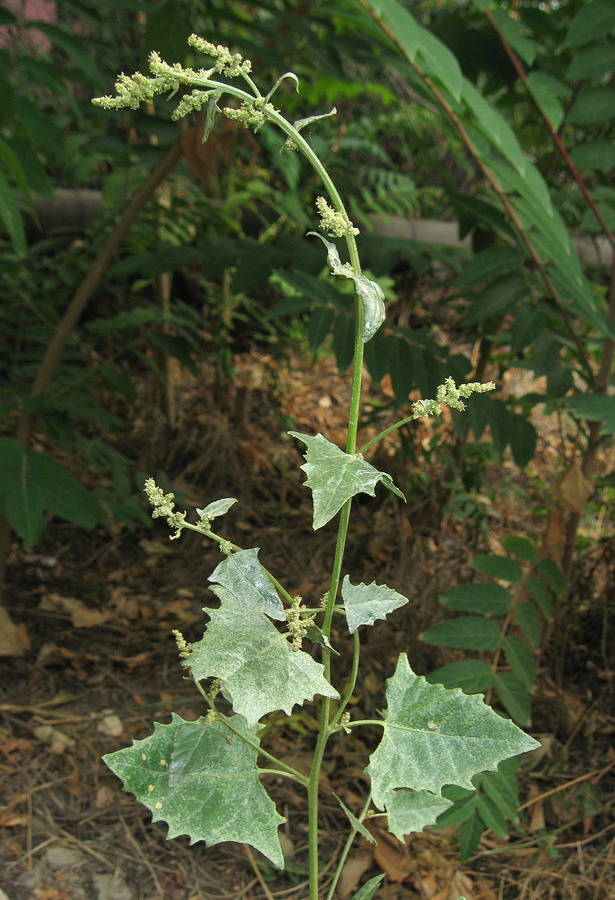 Image of Atriplex micrantha specimen.