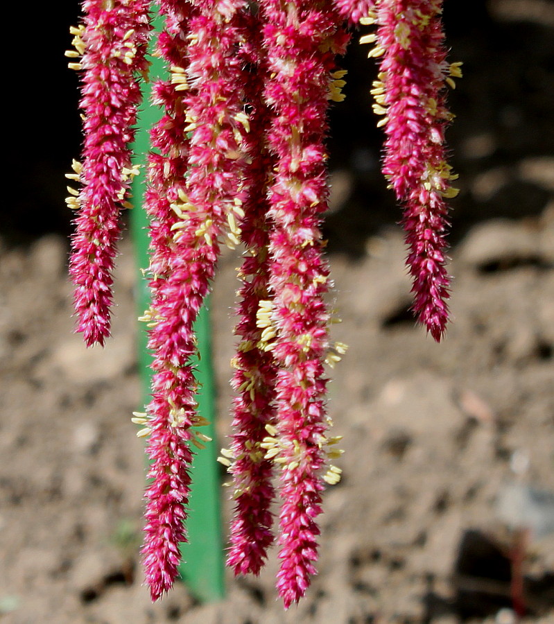 Изображение особи Amaranthus caudatus.