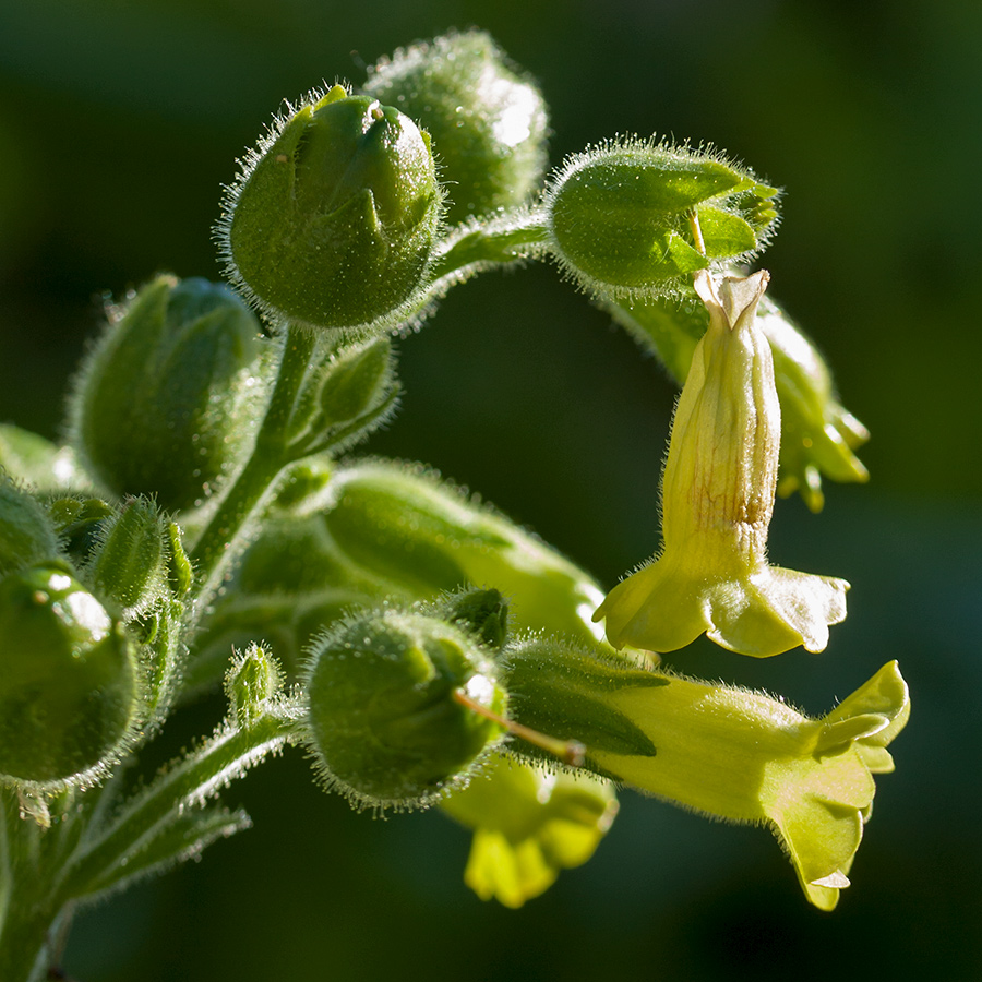 Изображение особи Nicotiana rustica.