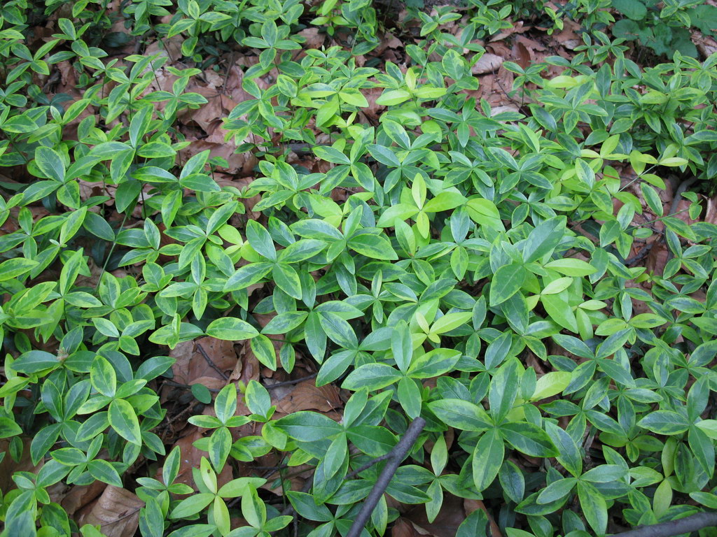 Image of Vinca minor specimen.