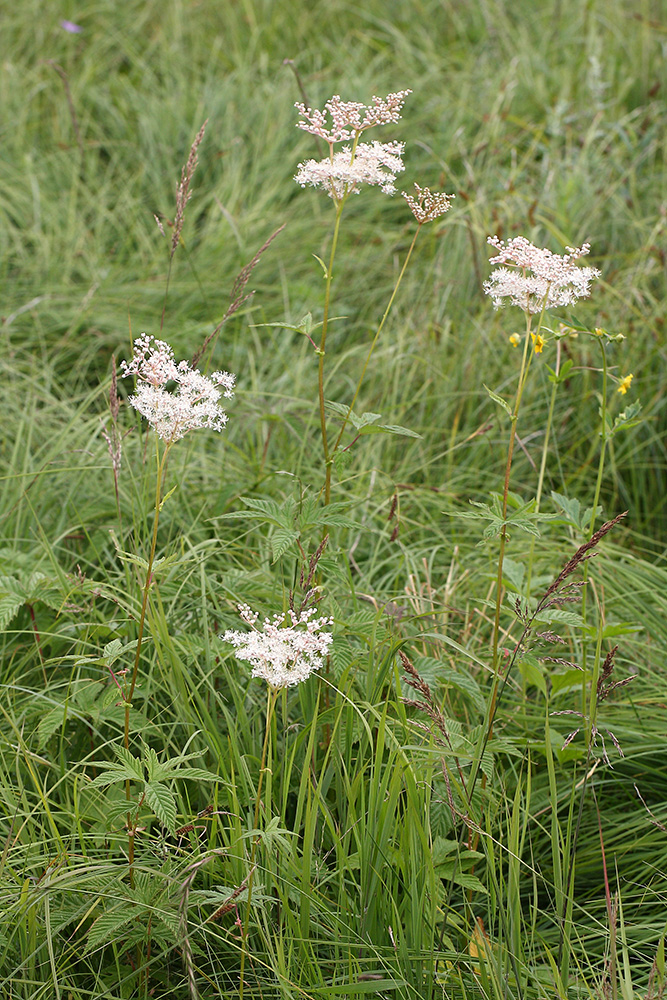 Изображение особи Filipendula palmata.