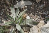 Plantago dubia