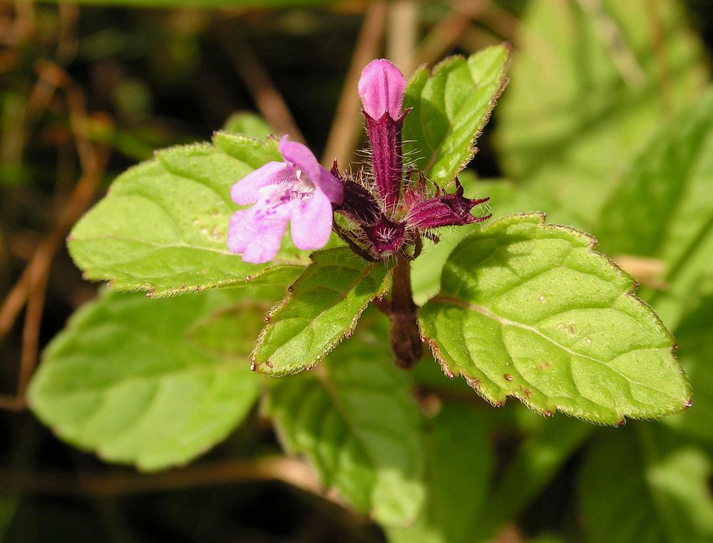 Изображение особи Clinopodium chinense.