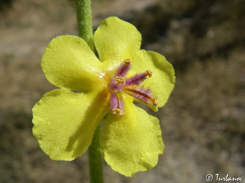 Image of Verbascum sinuatum specimen.