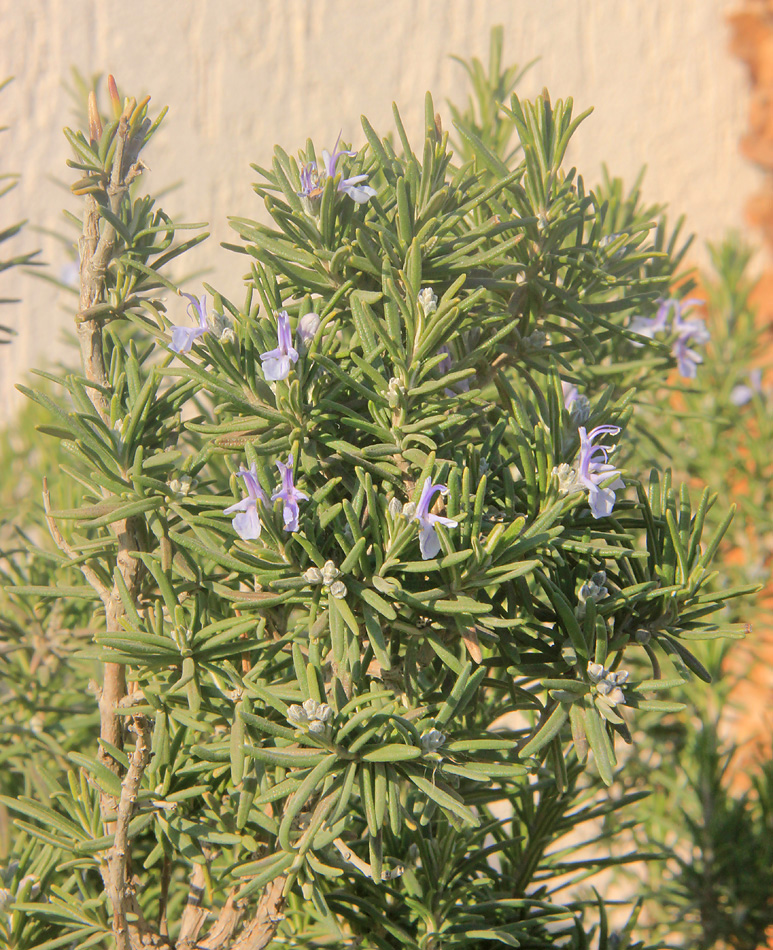 Image of Rosmarinus officinalis specimen.