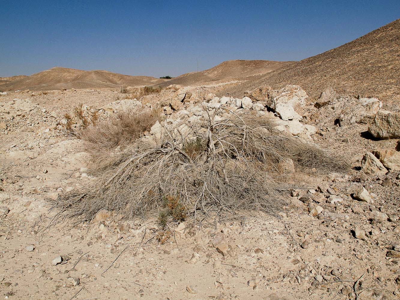 Image of Salsola imbricata specimen.