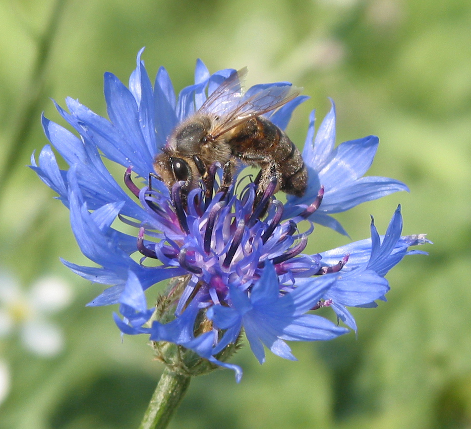 Изображение особи Centaurea cyanus.