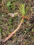 Euphorbia stepposa