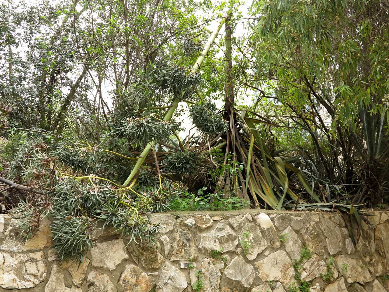 Image of Agave americana specimen.