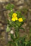 Potentilla recta subspecies pilosa. Верхушка расцветающего растения. Молдова, Кишинев, Ботанический сад АН Молдовы. 19.05.2014.