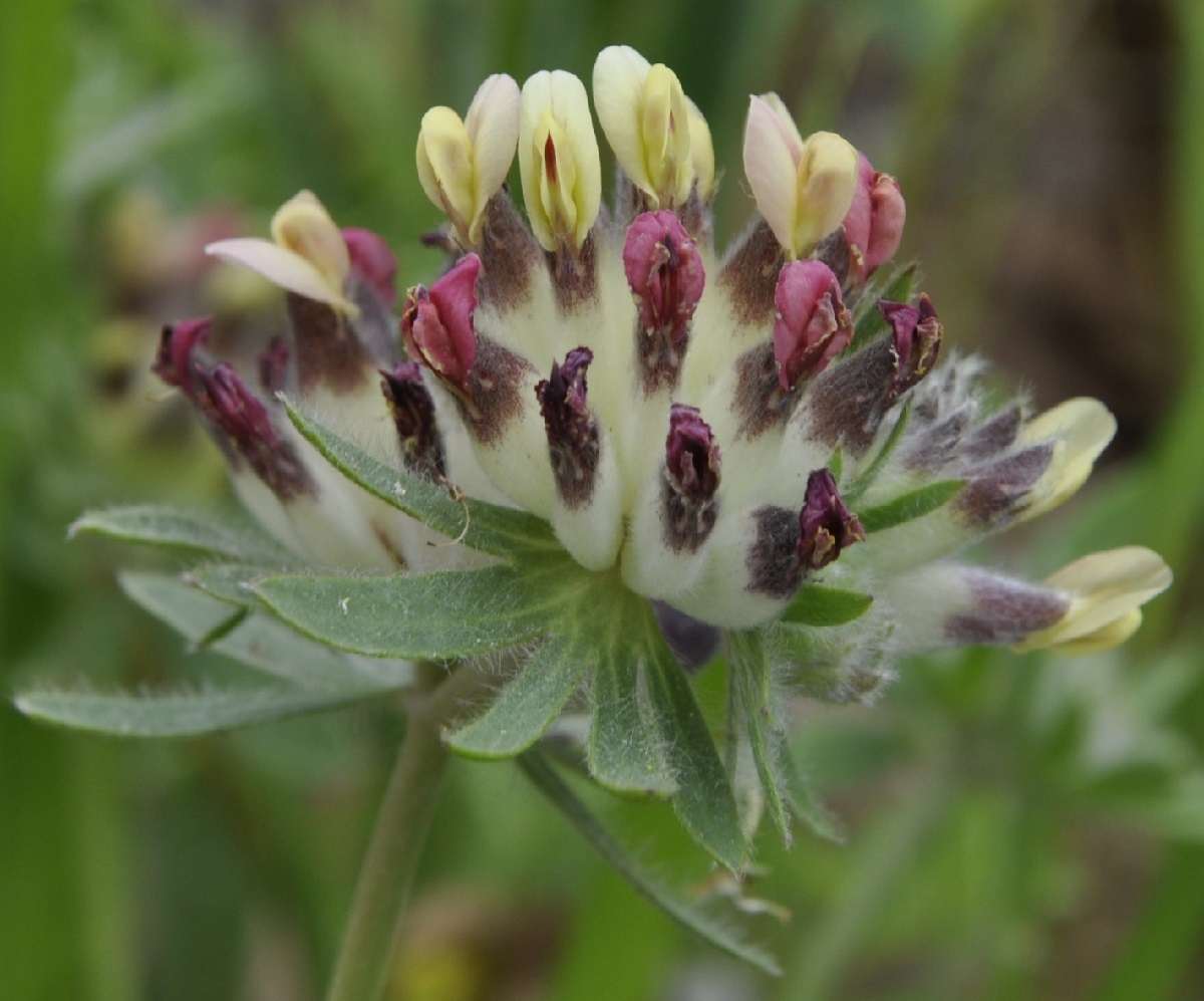 Image of Anthyllis vulneraria ssp. rubriflora specimen.