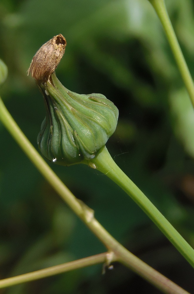 Image of Sonchus asper specimen.