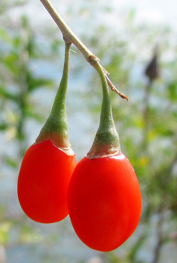 Image of Lycium barbarum specimen.