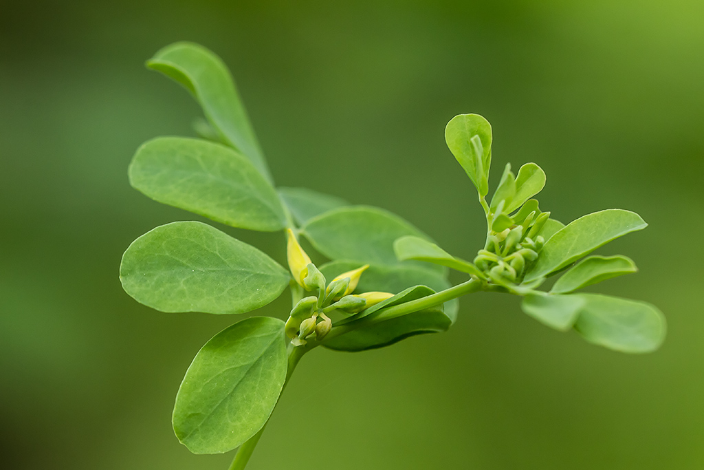 Image of Hippocrepis emeroides specimen.