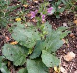 Salvia hierosolymitana