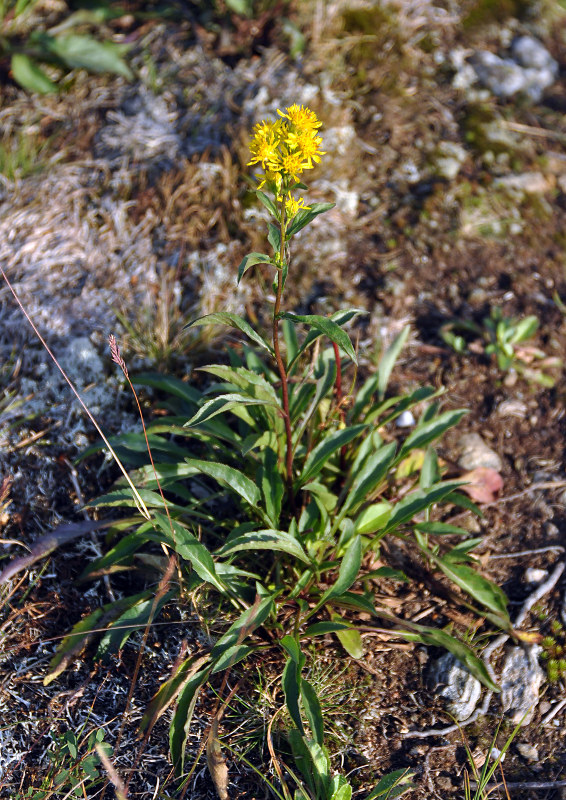 Image of Solidago virgaurea ssp. lapponica specimen.