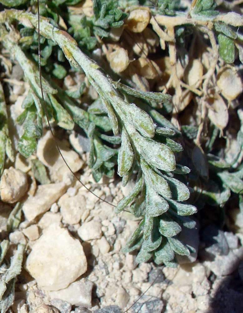 Image of genus Alyssum specimen.