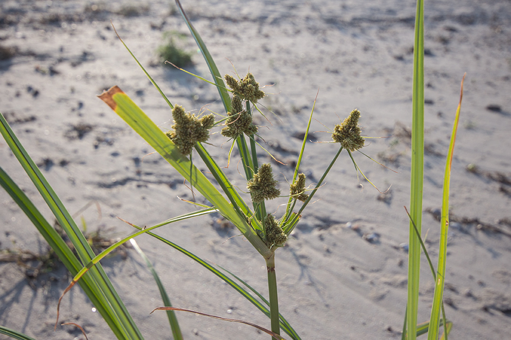 Изображение особи Cyperus glomeratus.