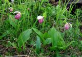 Cypripedium guttatum